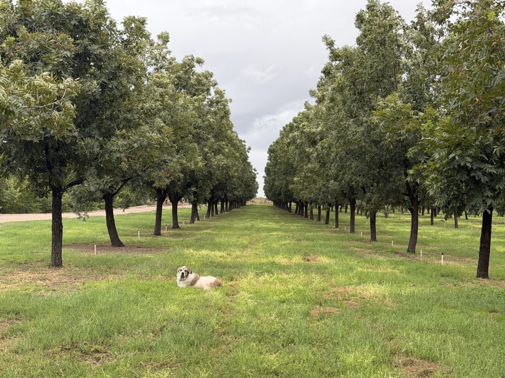 Dog laying in a pecan orchard