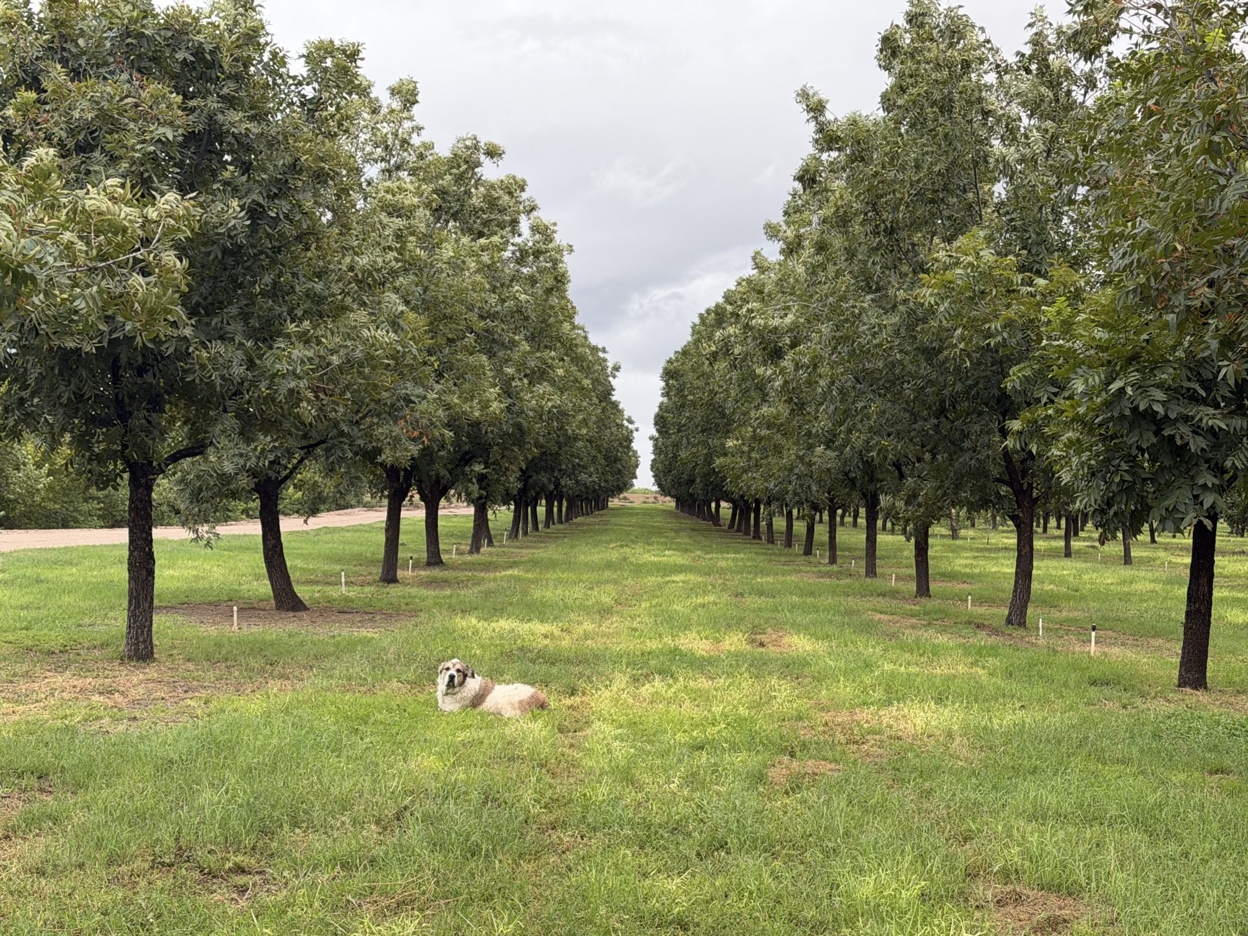 Dog laying in a pecan orchard